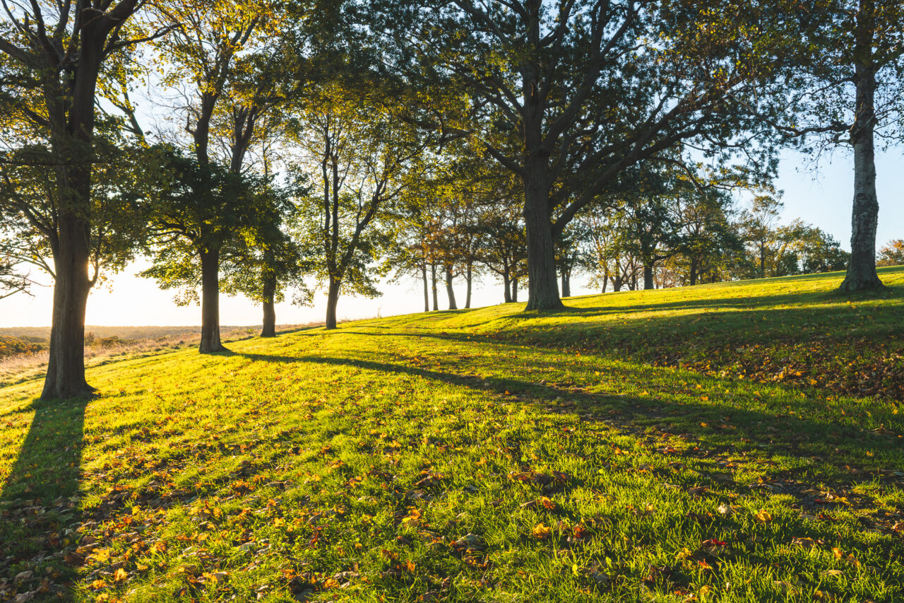 Early morning sun rays lights up an old carriage path at World’s End in Hingham, Massachusetts.