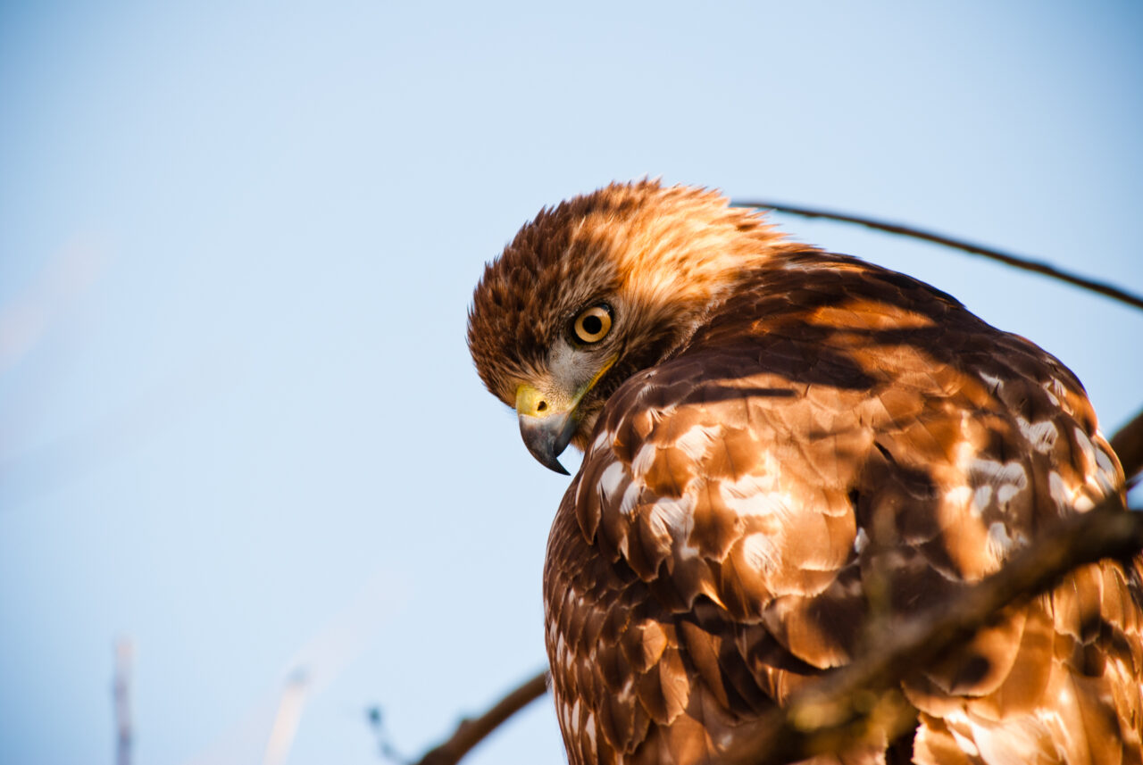A Red-tailed hawk.