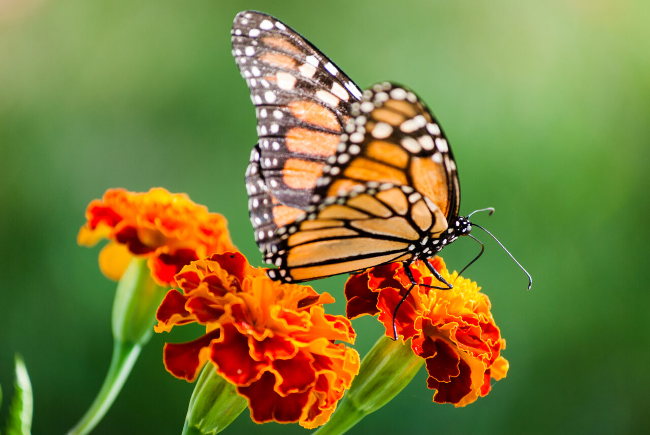 A close up of a Monarch butterfly.