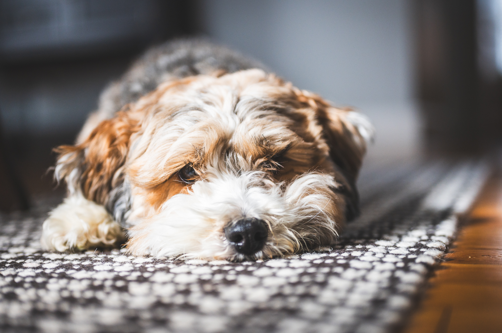 A photo of a dog taken with a NIKKOR Z 50mm f/1.8