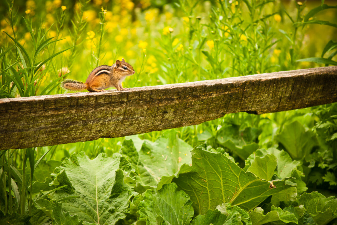 A Chipmunk sitting on a fence in a garden.