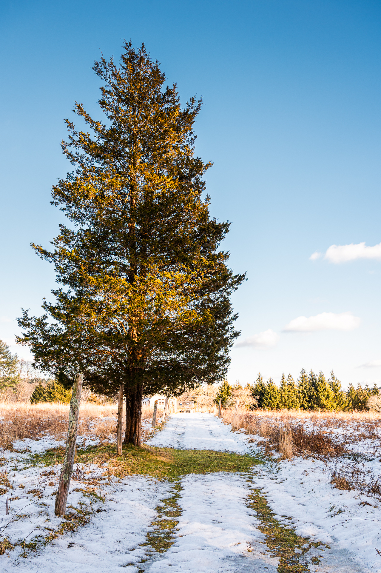 A winter path at John Little Conservation Area