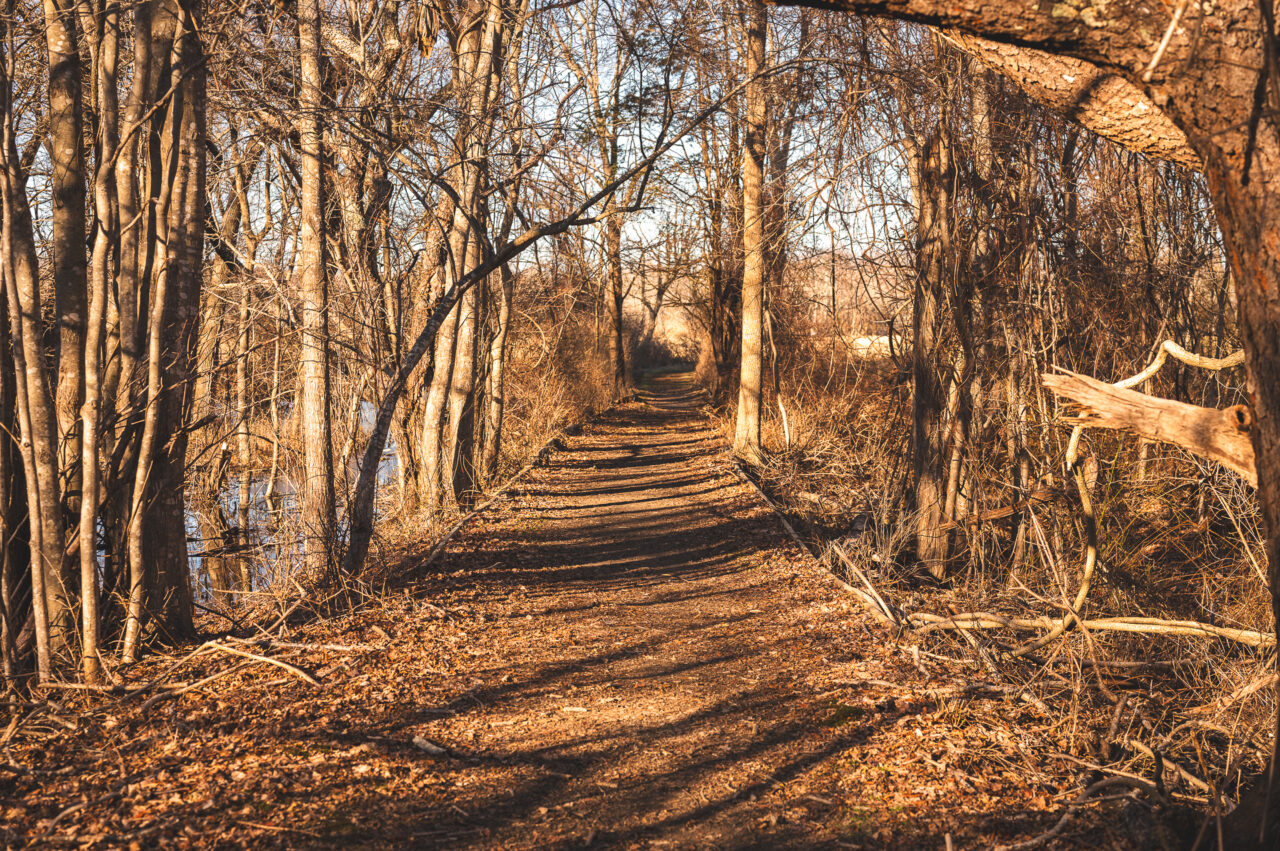 A trail at the Daniel Webster Wildlife Sanctuary.