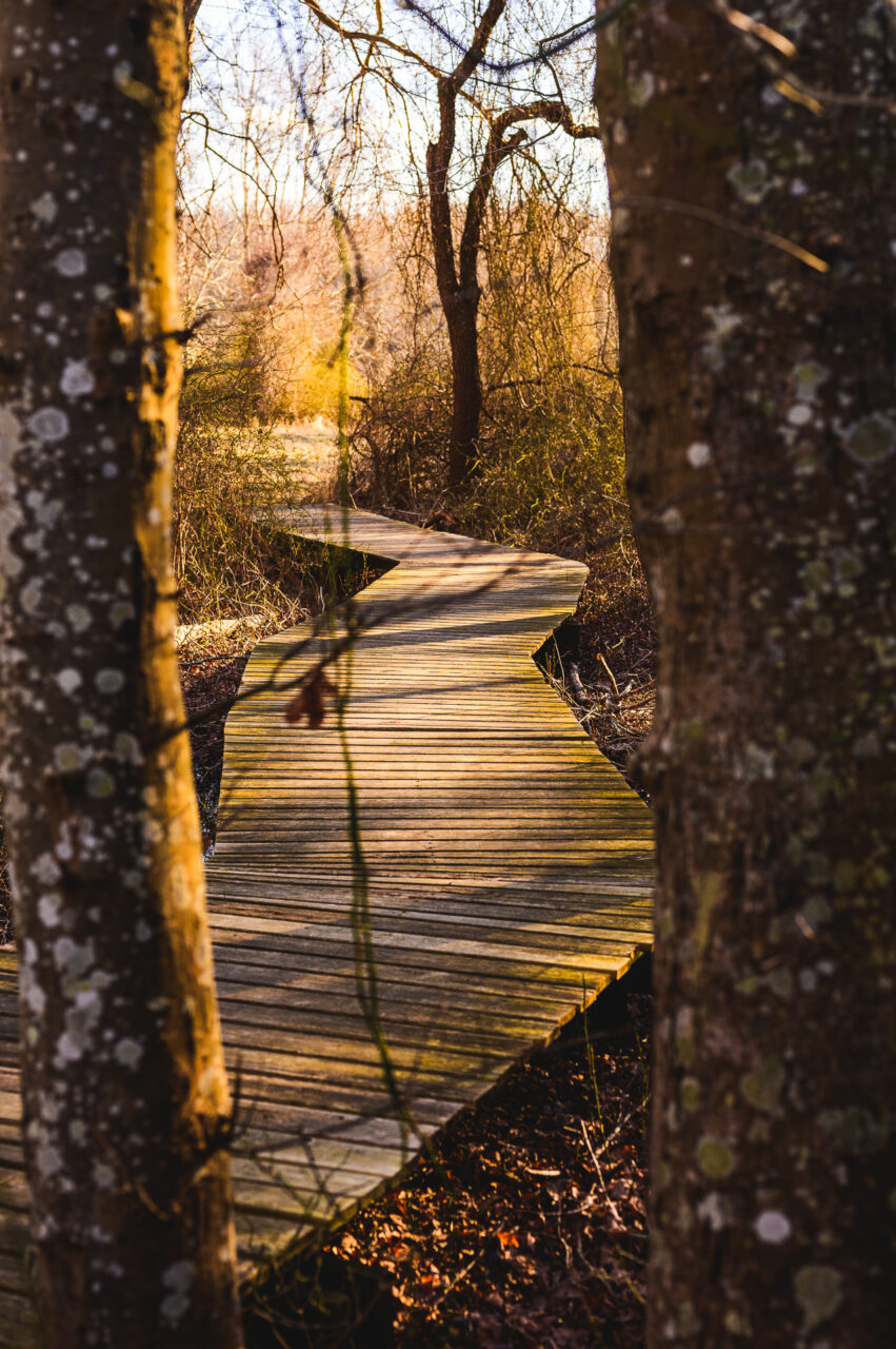 A boardwalk as viewed between two trees at the Daniel Webster Wildlife Sanctuary.