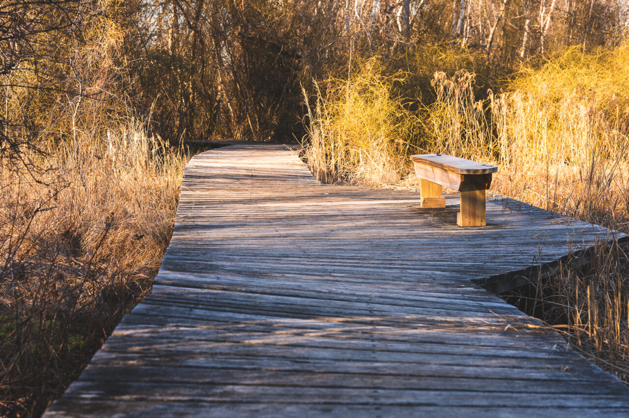 A bench on a boardwalk at Daniel Webster Wildlife Sanctuary