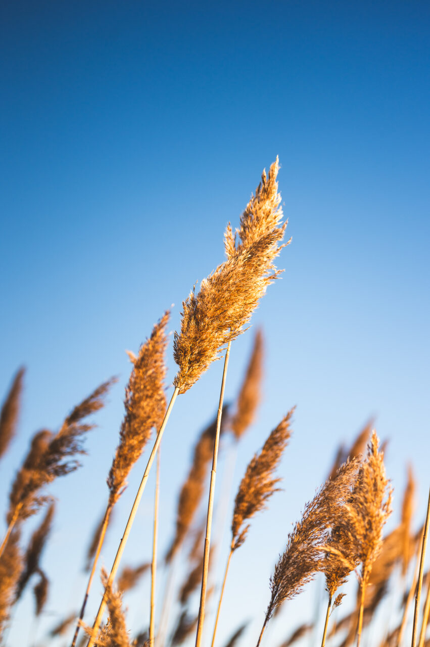 A close up of tall grass against the blue sky.