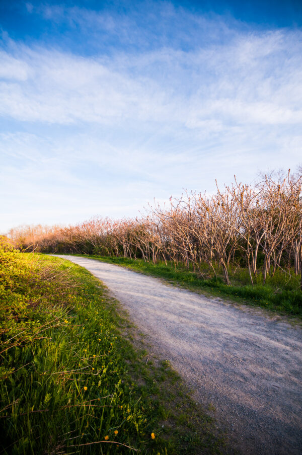 Spring Path