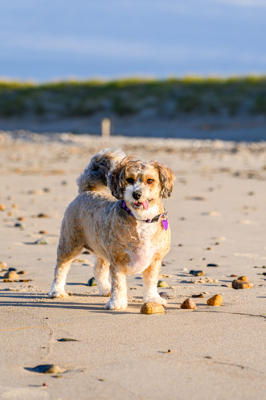 A dog at Duxburry Beach.