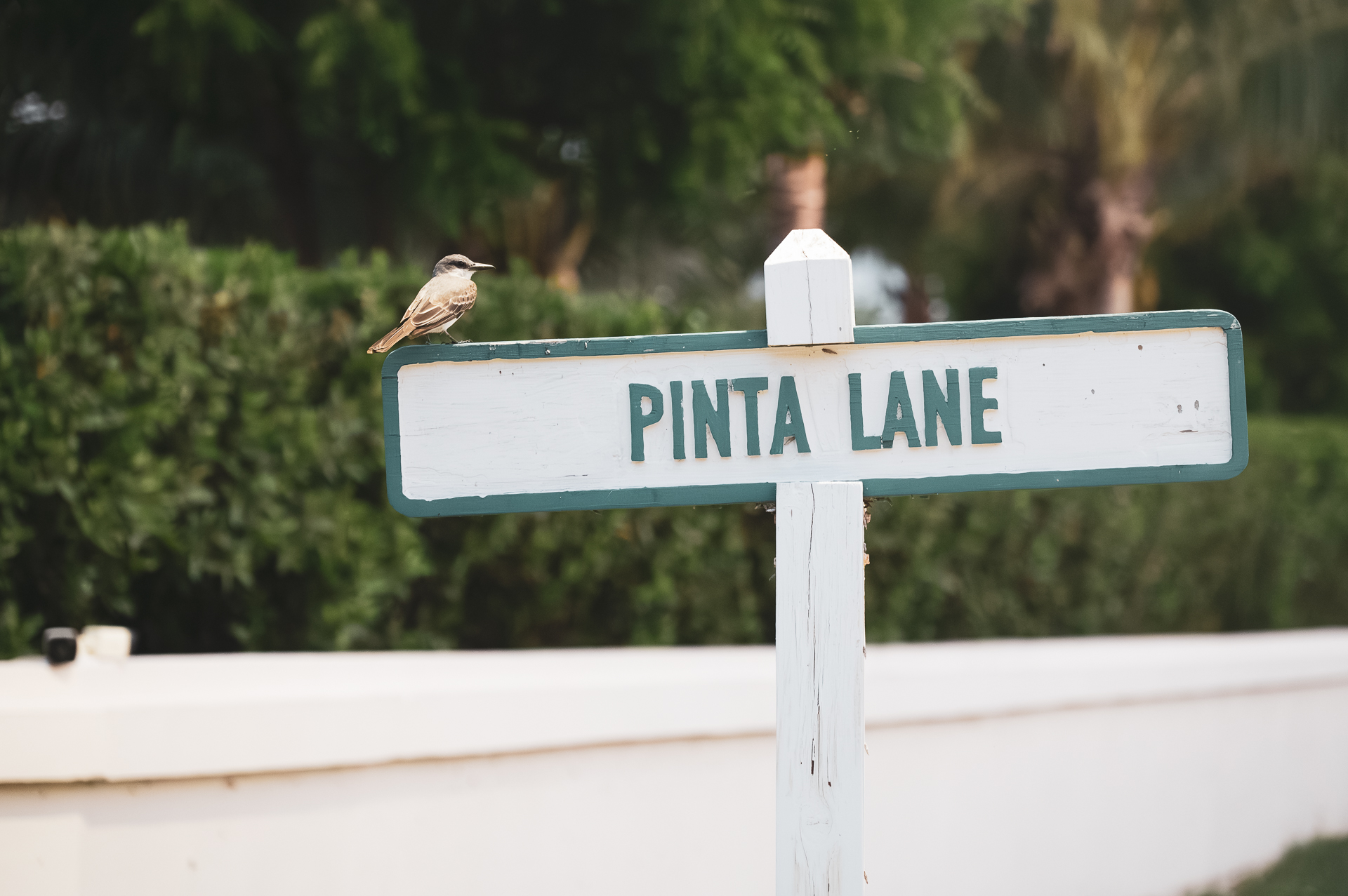 Pinta Lane