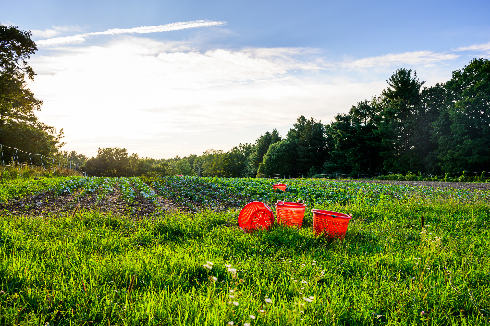 Red baskets in a field.