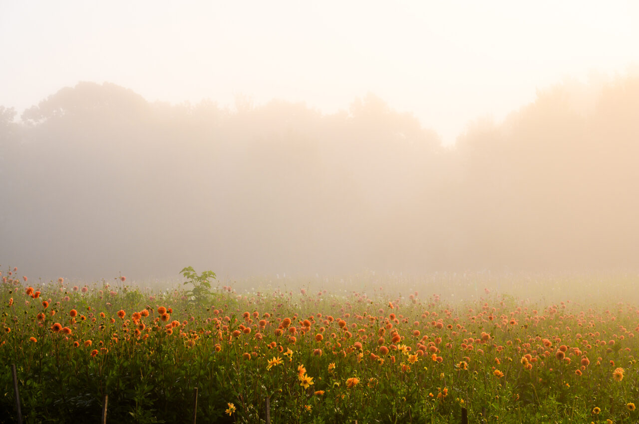 A field of flowers during a misty morning at Cross Street Flower Farm in Norwell, Massachusetts.