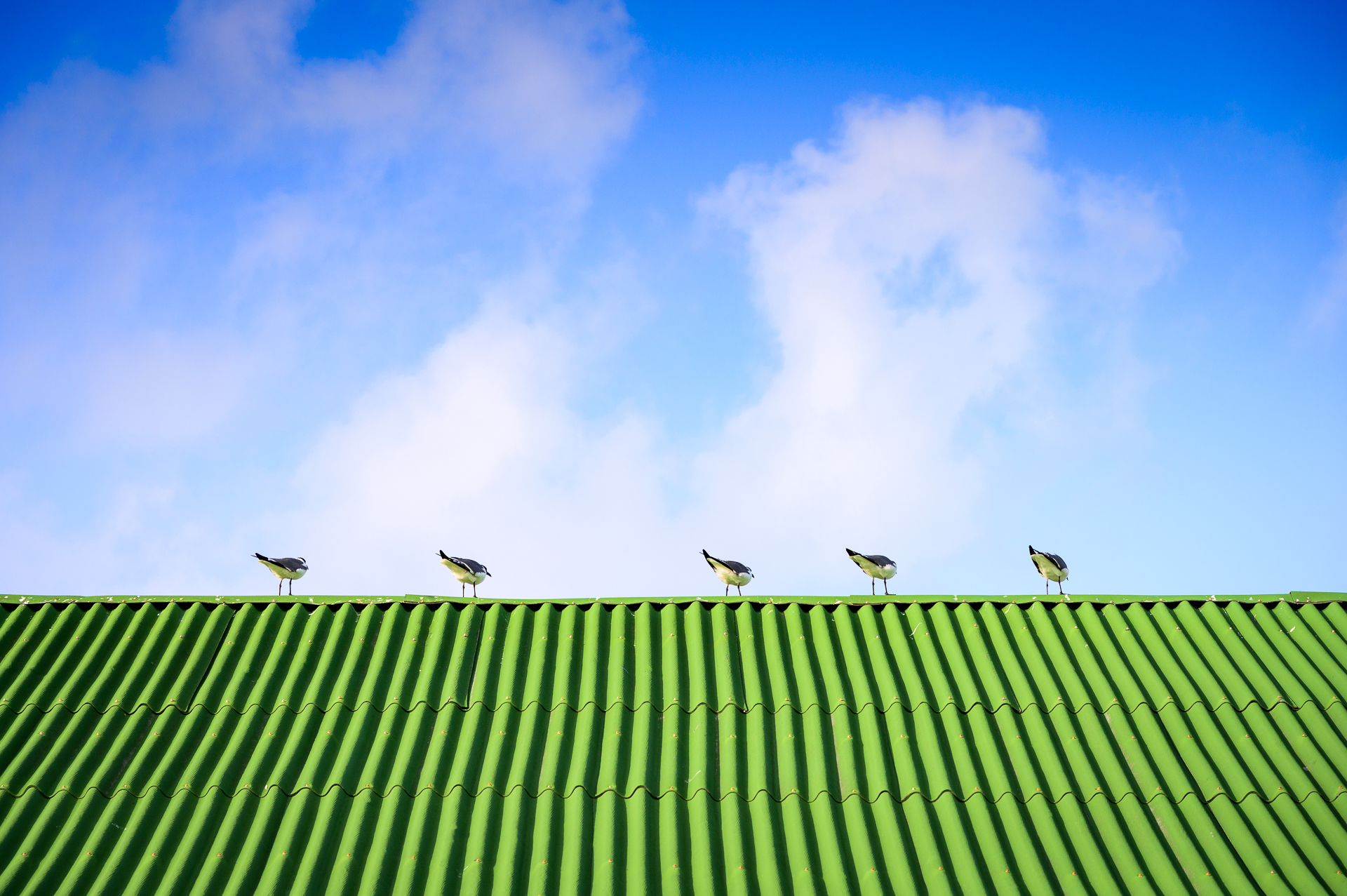 Seagulls lined up on a rooftop.