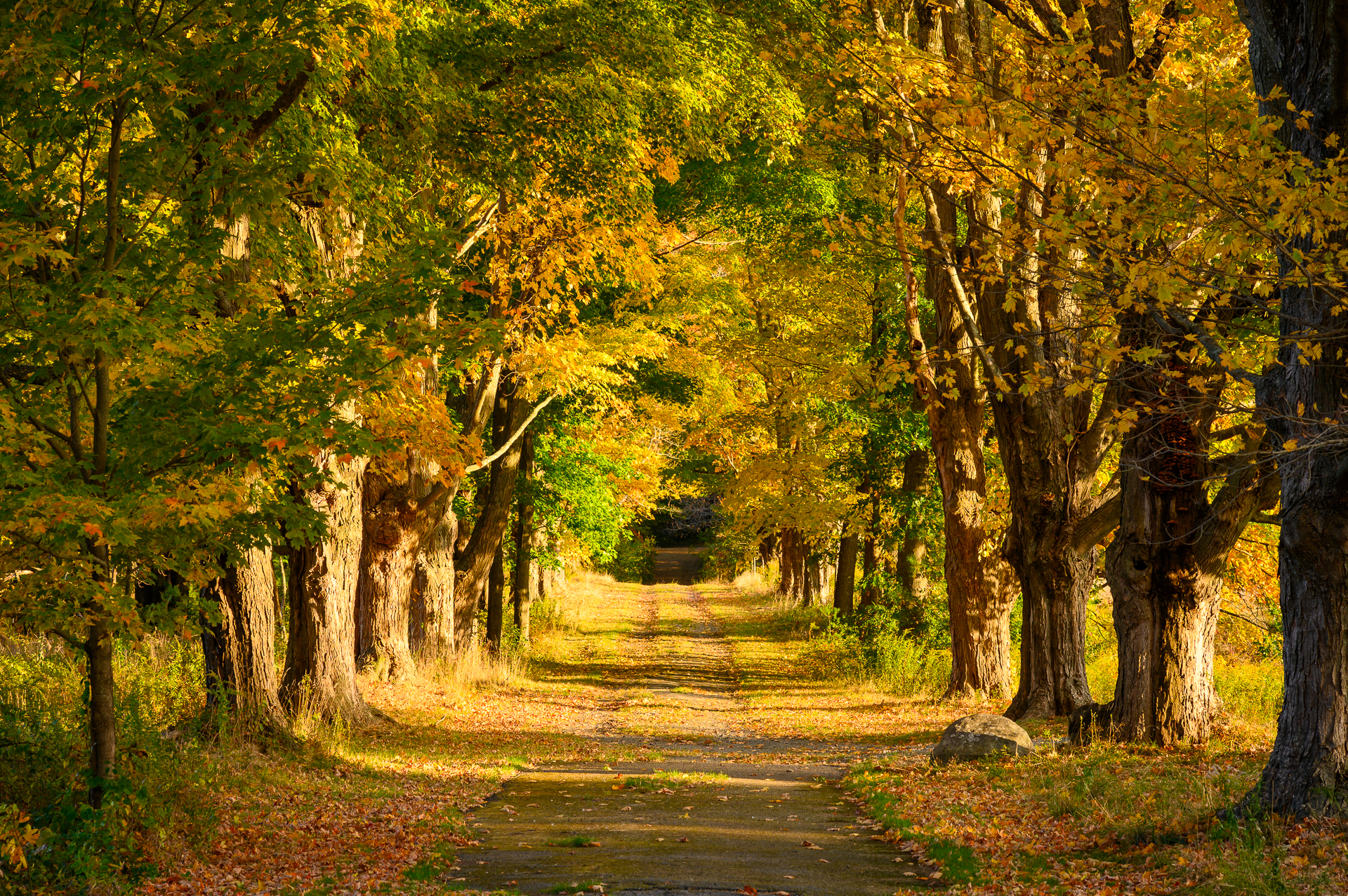 A natural hallway formed by trees, resembling a corridor in autumn.