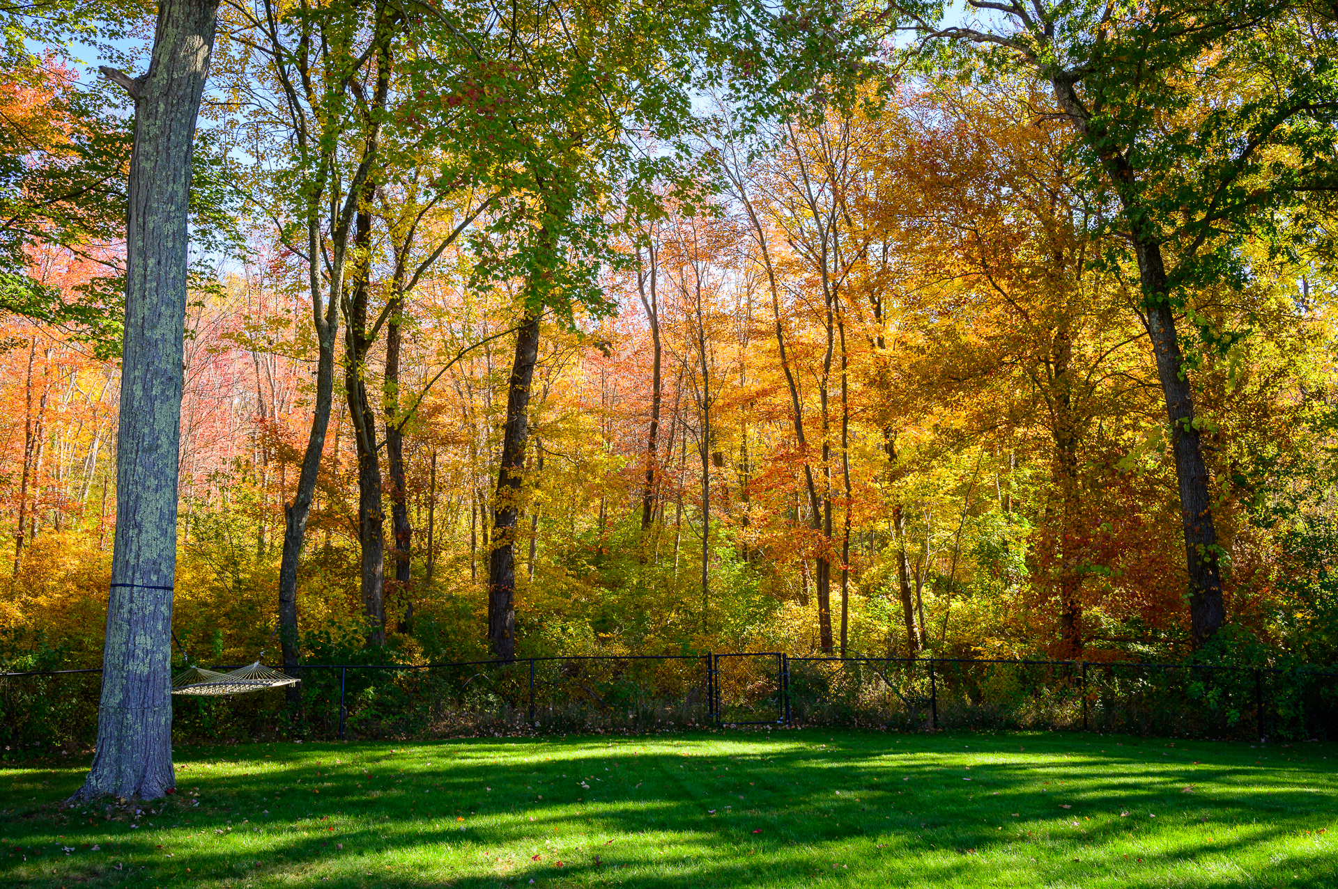 Fall colors on a backyard on the south shore.