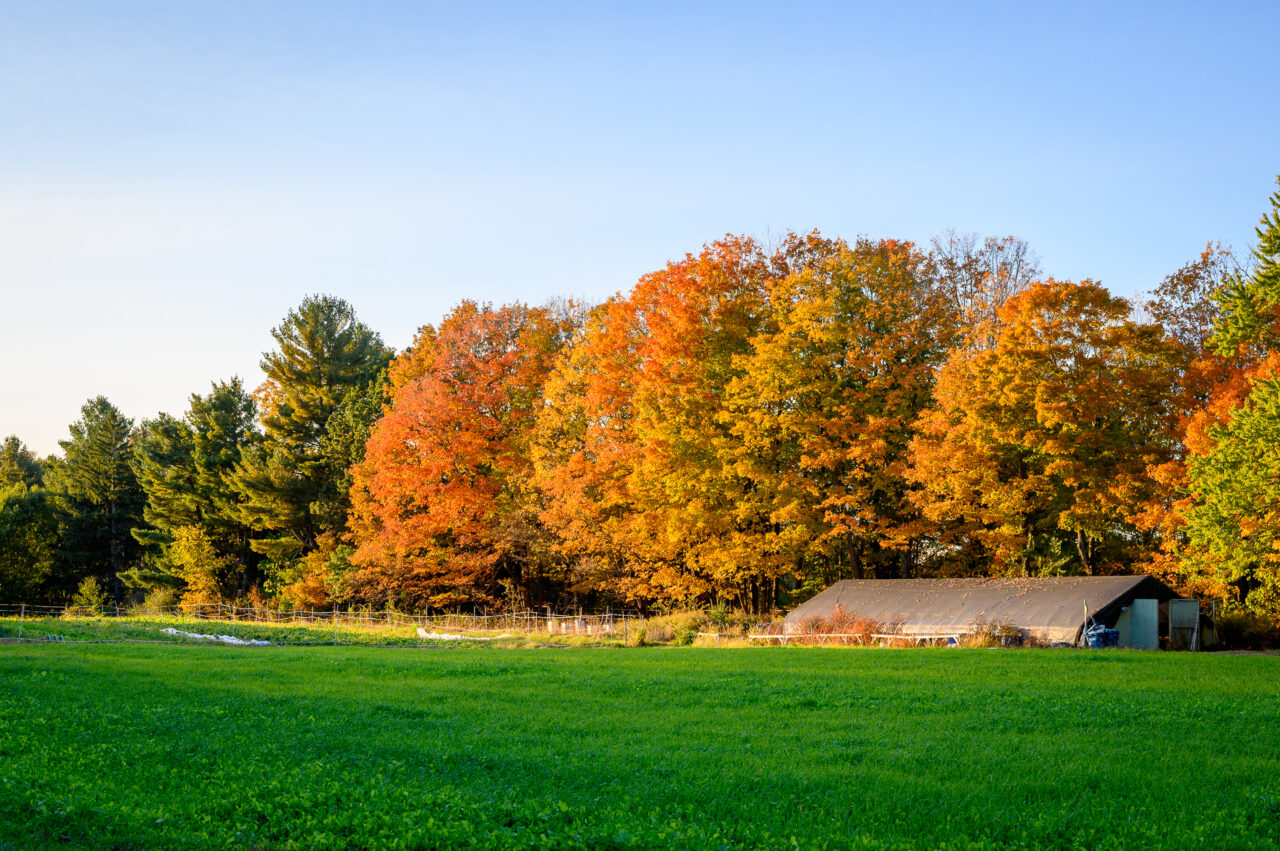 A green field leads to a vibrant display of colorful trees in the fall at Brookwood Farm in Canton, MA.