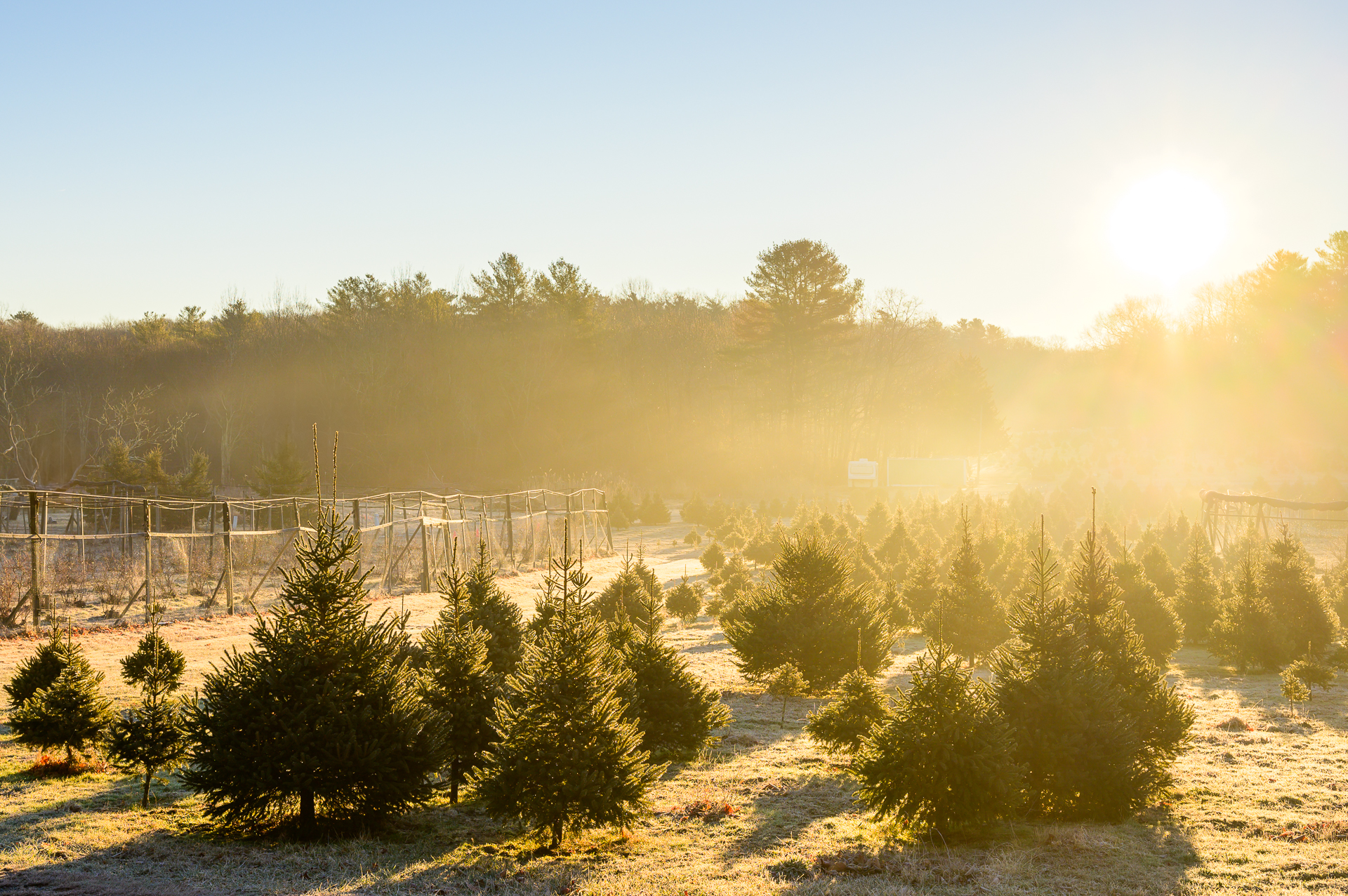 Sunrise Glow at Tree-Berry Farm