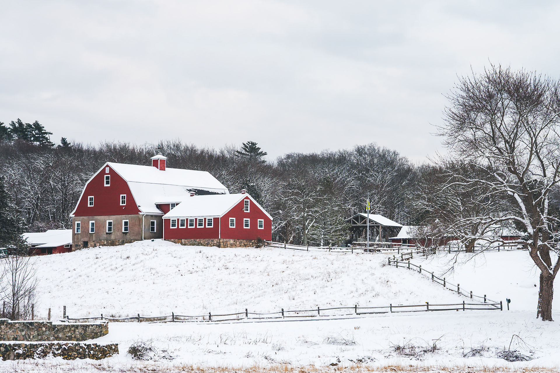 New England Red