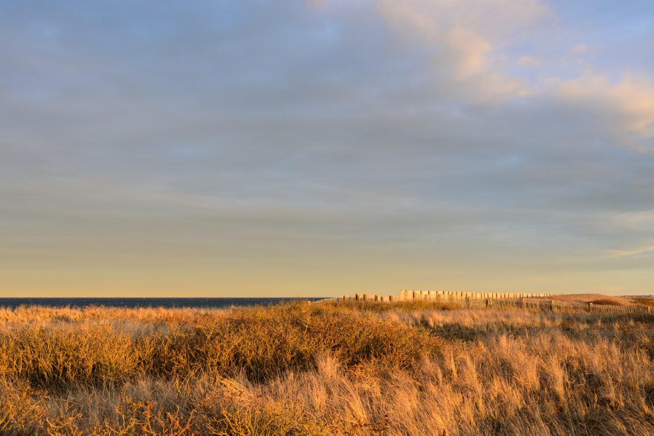 Golden hour light washing over the windswept dunes and beach grass at Duxbury Beach, with a wooden snow fence stretching toward the horizon and the ocean just visible beyond.
