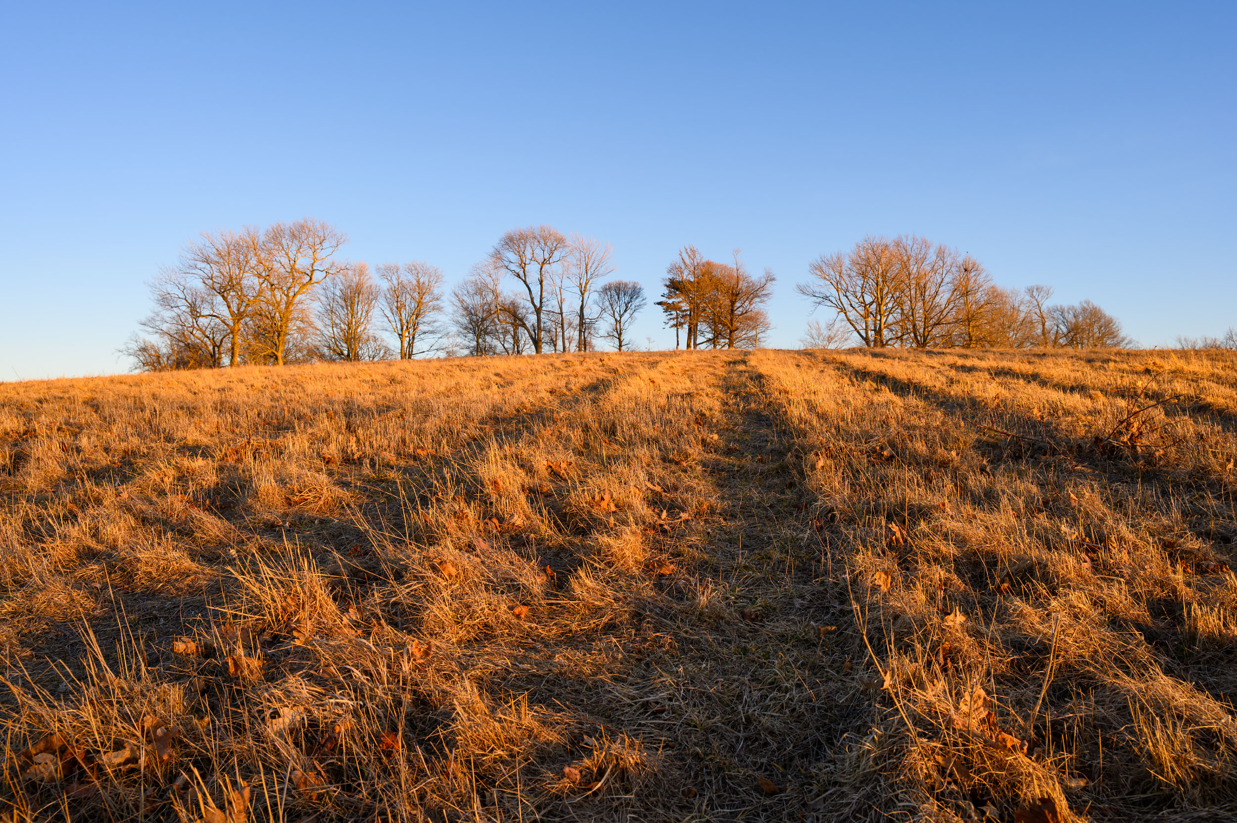 Sunlight catching a row of bare hilltop trees over a grassy field during golden hour at World's End in Hingham.