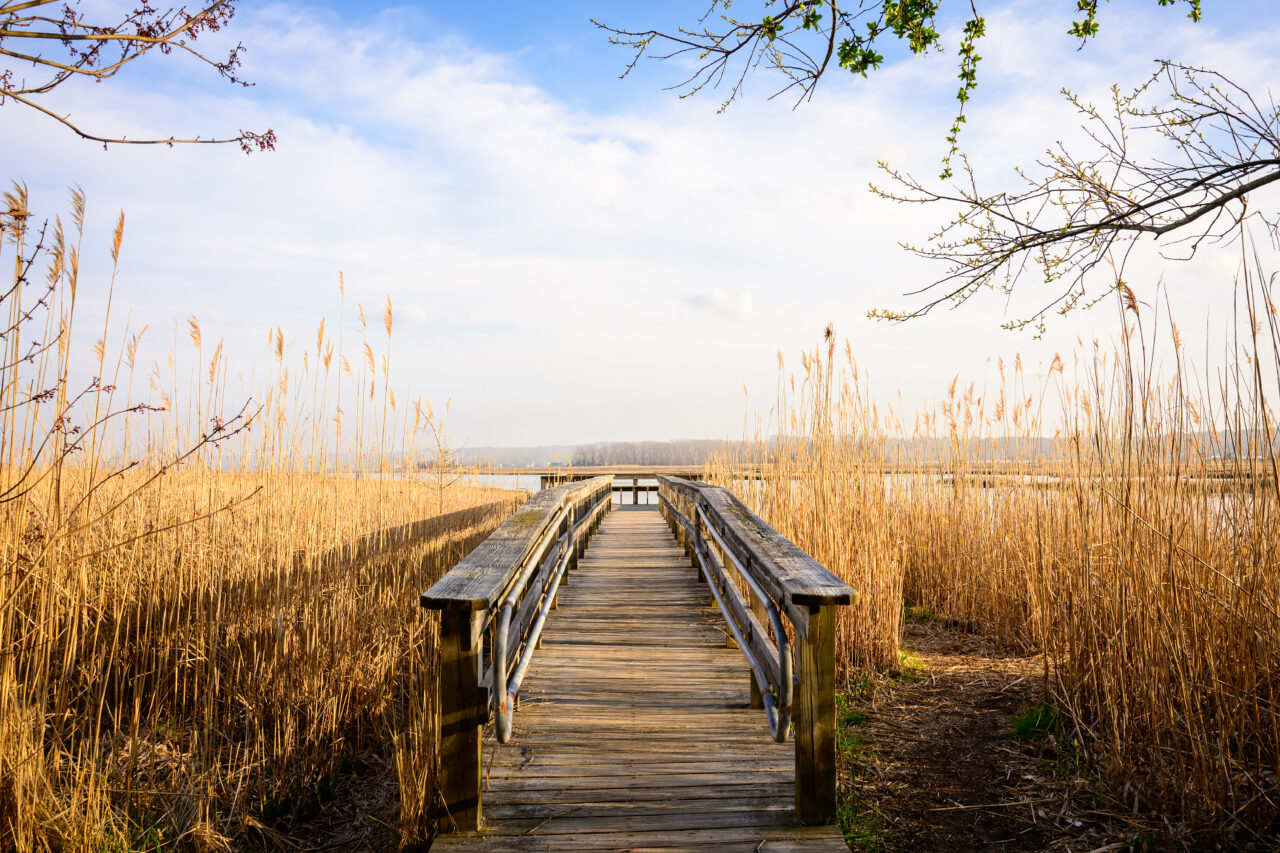 A wooden boardwalk forms a quiet passage through golden marsh reeds under clear spring skies in Scituate, Massachusetts.