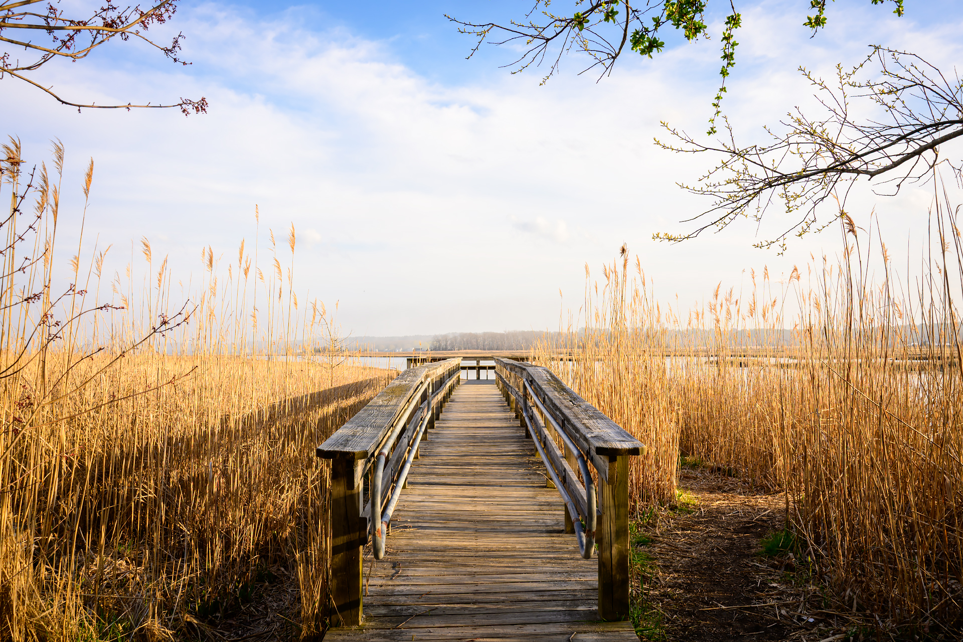 Boardwalk Bloom