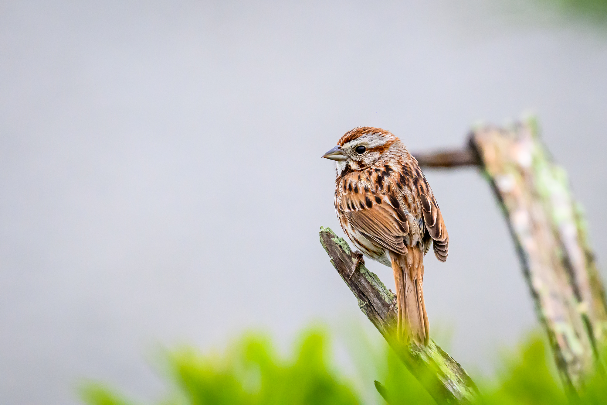 Marsh Watcher