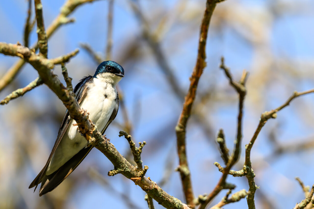 A young Tree Swallow on a tree at the Daniel Webster Wildlife Sanctuary during late spring.