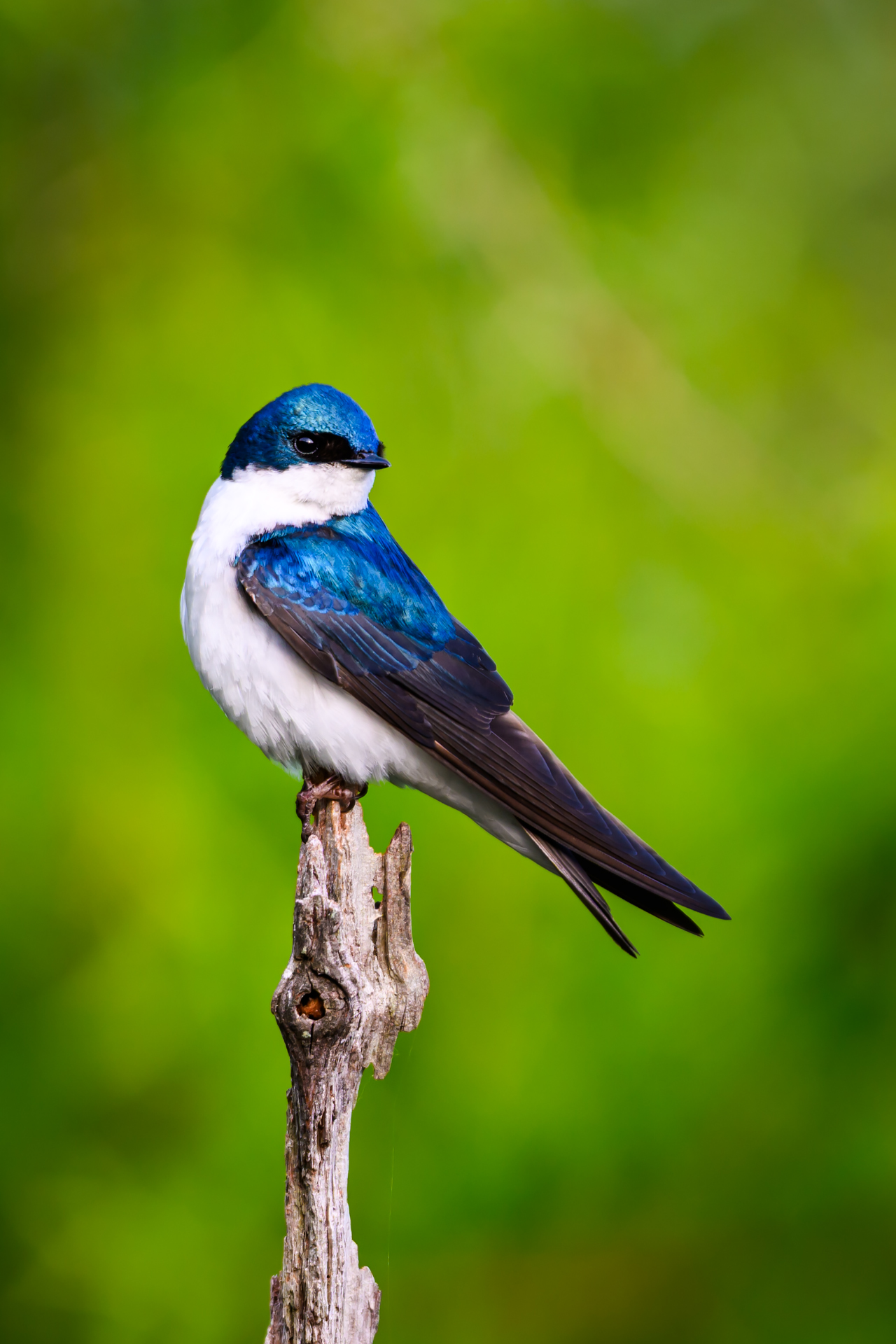 Tree Swallow