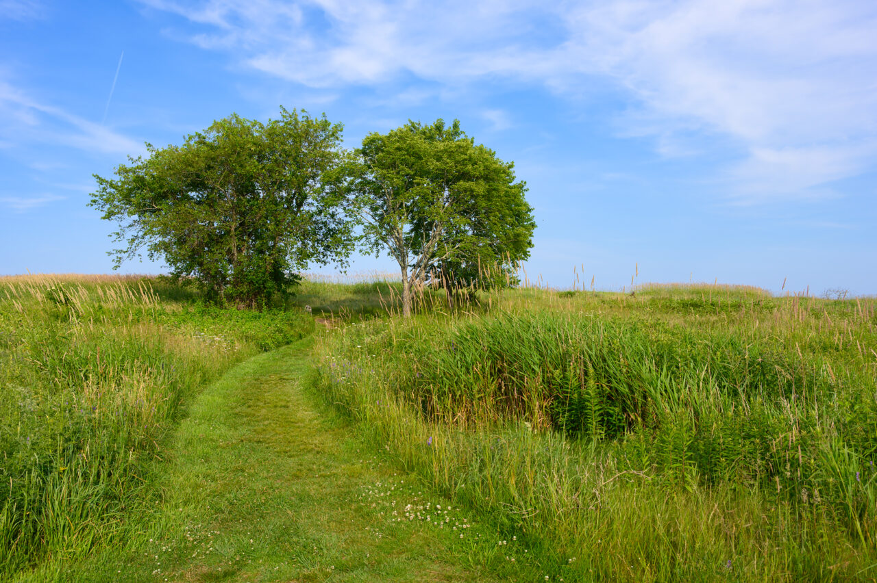 The twin trees standing atop Fox Hill at the Daniel Webster Wildlife Sanctuary during late spring.