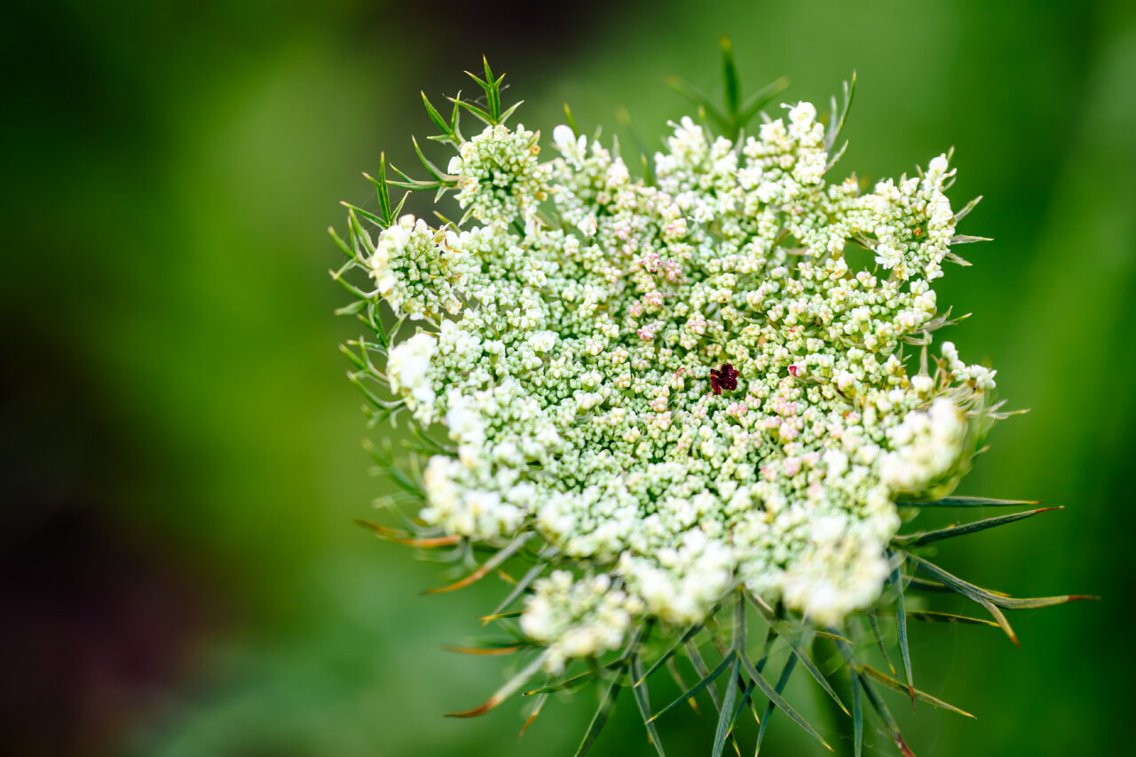A close-up of a Queen Anne's Lace at The Bradley Estate in Canton, MA.