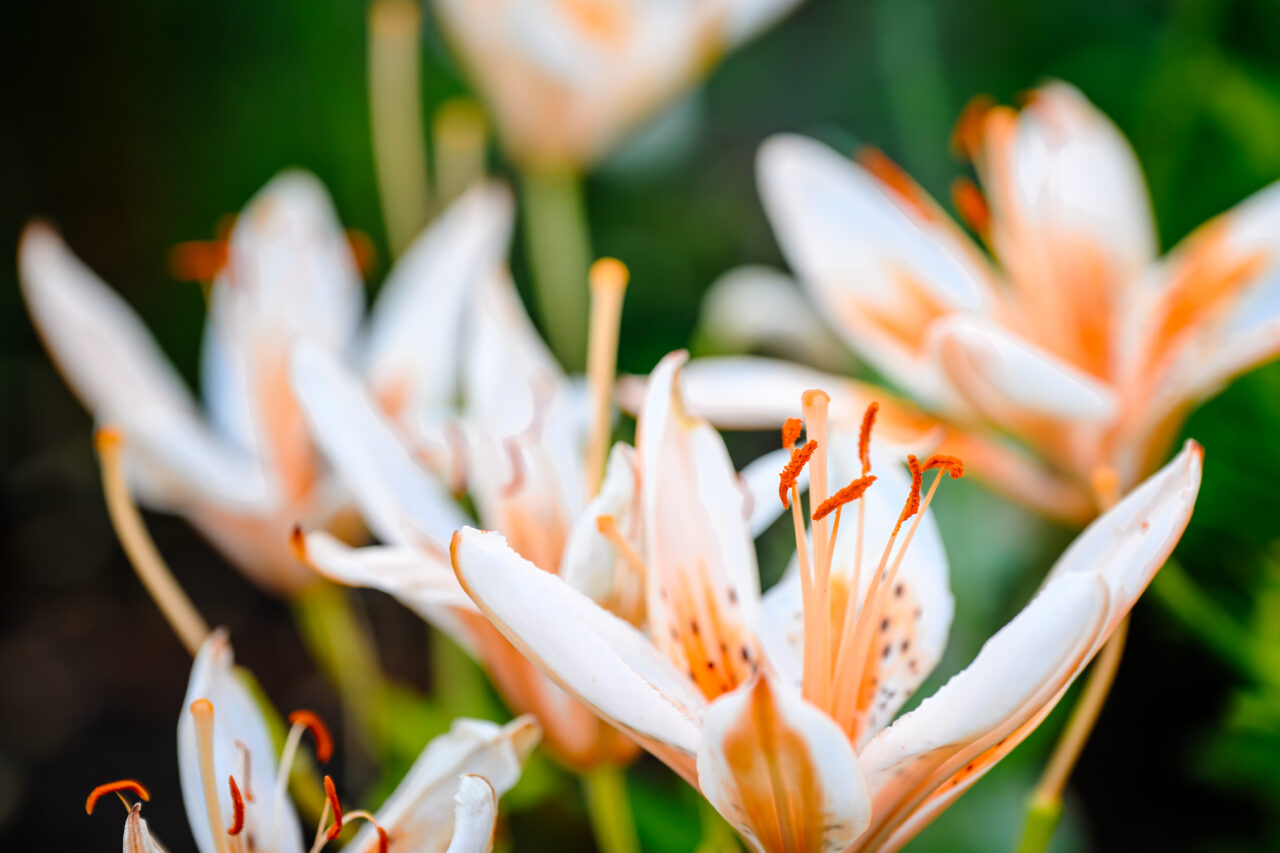 Several white and orange lilies with prominent orange stamens, in bloom at The Bradley Estate in Canton, MA.