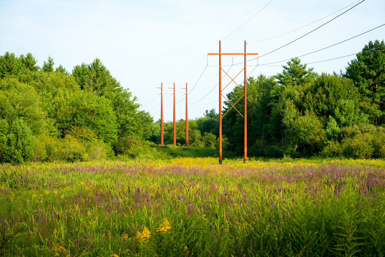 Power lines fading into the distance above a field of summer blooms.