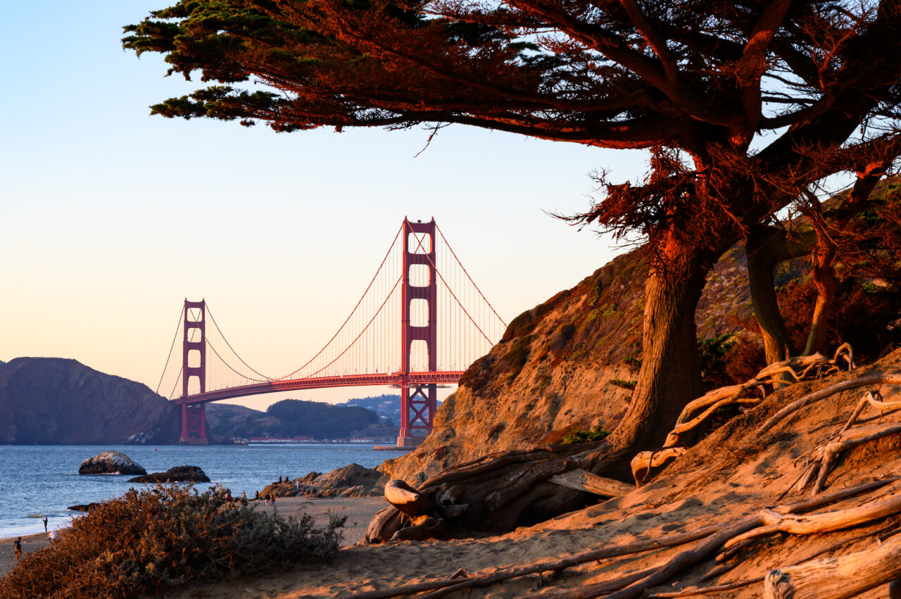 The Golden Gate Bridge at sunset, framed by a silhouetted pine tree and sunlit sand dunes on the cliffs above Baker Beach.
