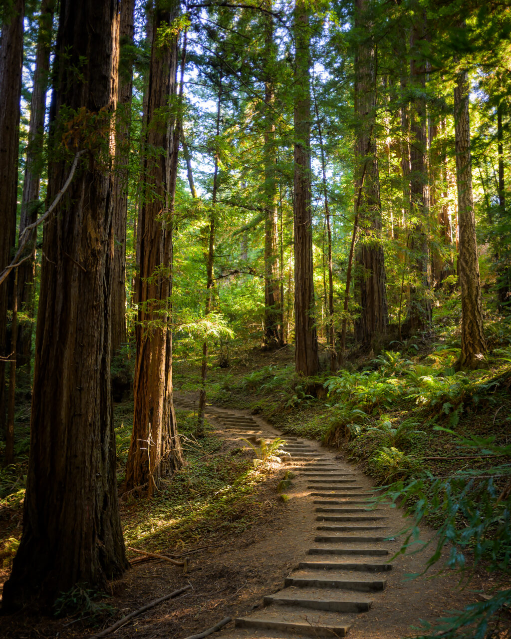 Steps leading to a trail at Muir Woods National Monument early in the morning.