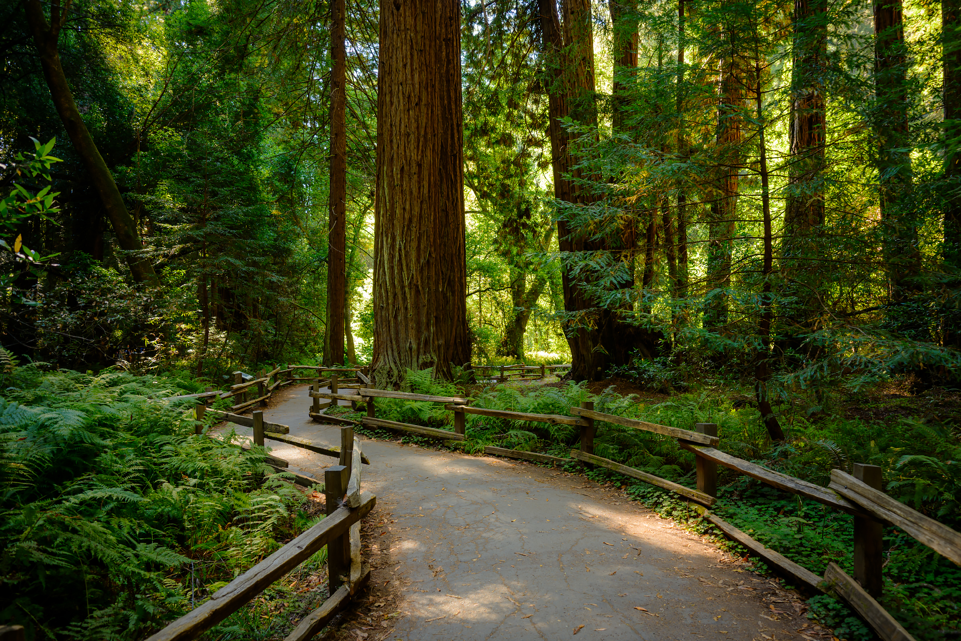 A Walk Among Giants