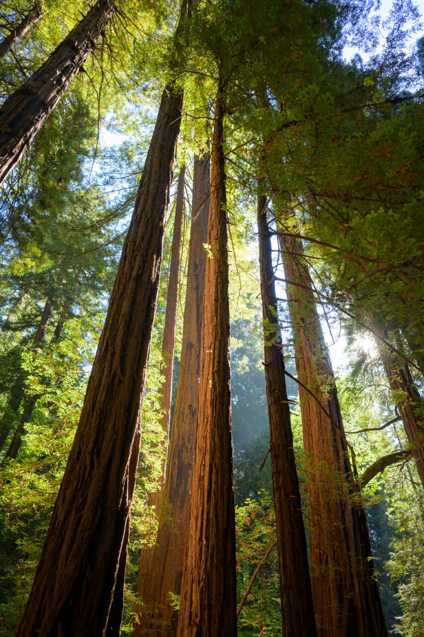 Redwood trunks bathed in morning light at Muir Woods National Monument.