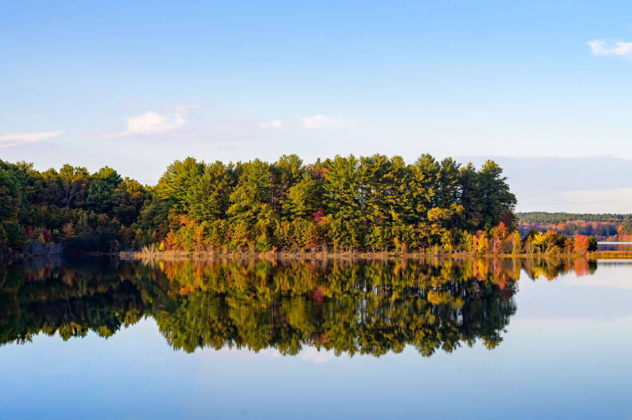 Close-up view of a dense cluster of trees displaying brilliant autumn greens and golds, with their striking reflections clearly visible on the smooth surface of the Wachusett Reservoir.