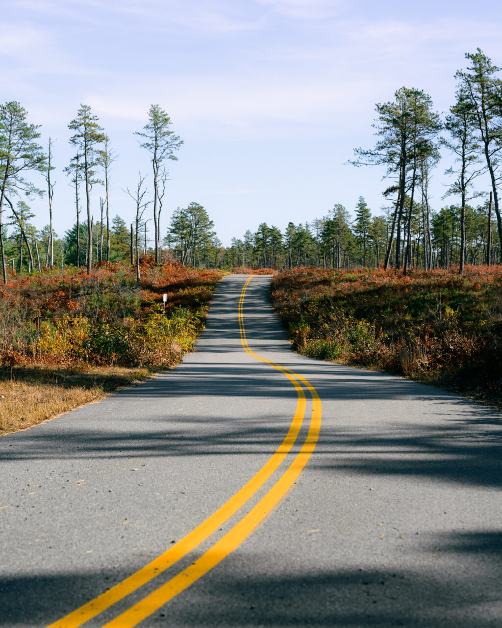 One of the many beautiful roads at Myles Standish State Forest.
