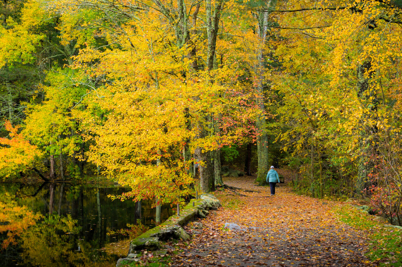 A woman takes a stroll along a leaf-covered path at Norris Reservation during autumn.