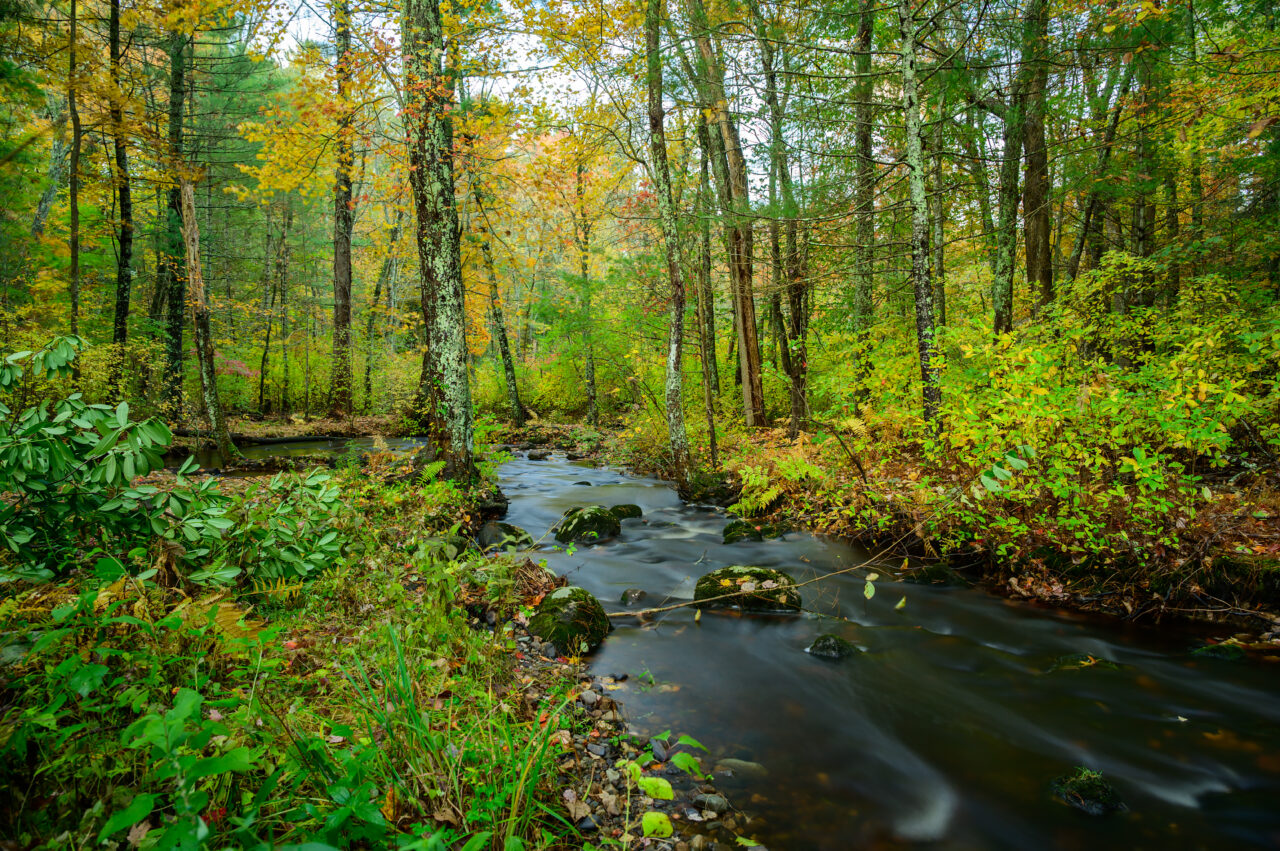 One of the many beautiful streams at Norris Reservation in Norwell, Massachusetts.