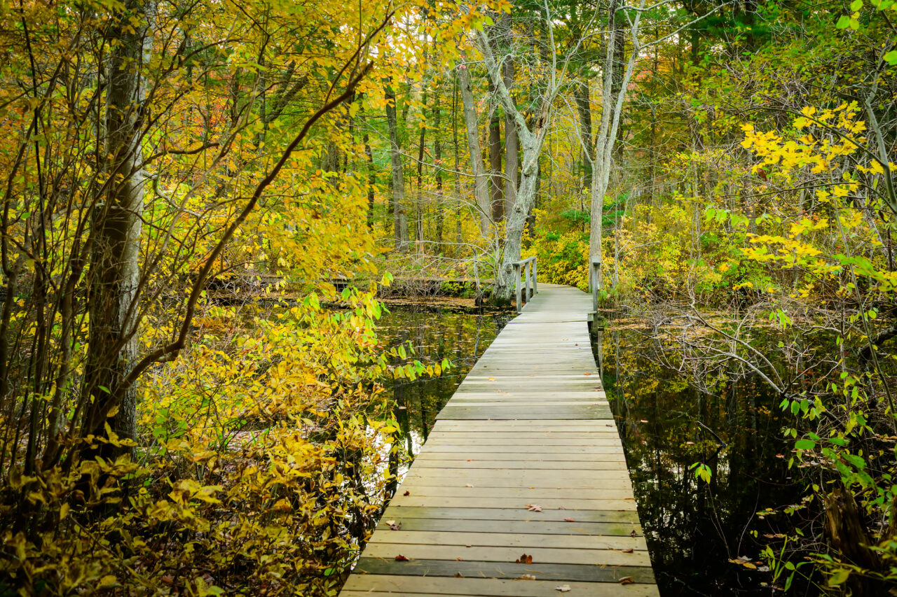 A wooden boardwalk extends over the dark, calm waters of Gordon Pond at Norris Reservation in Norwell, Massachusetts.