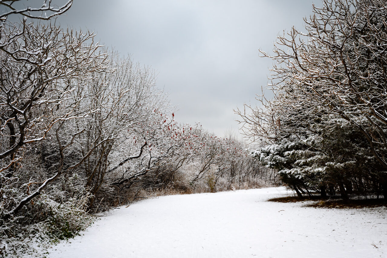A wide, pristine snowy path at Webb Memorial curving gently through the woods under a heavy, overcast afternoon sky.