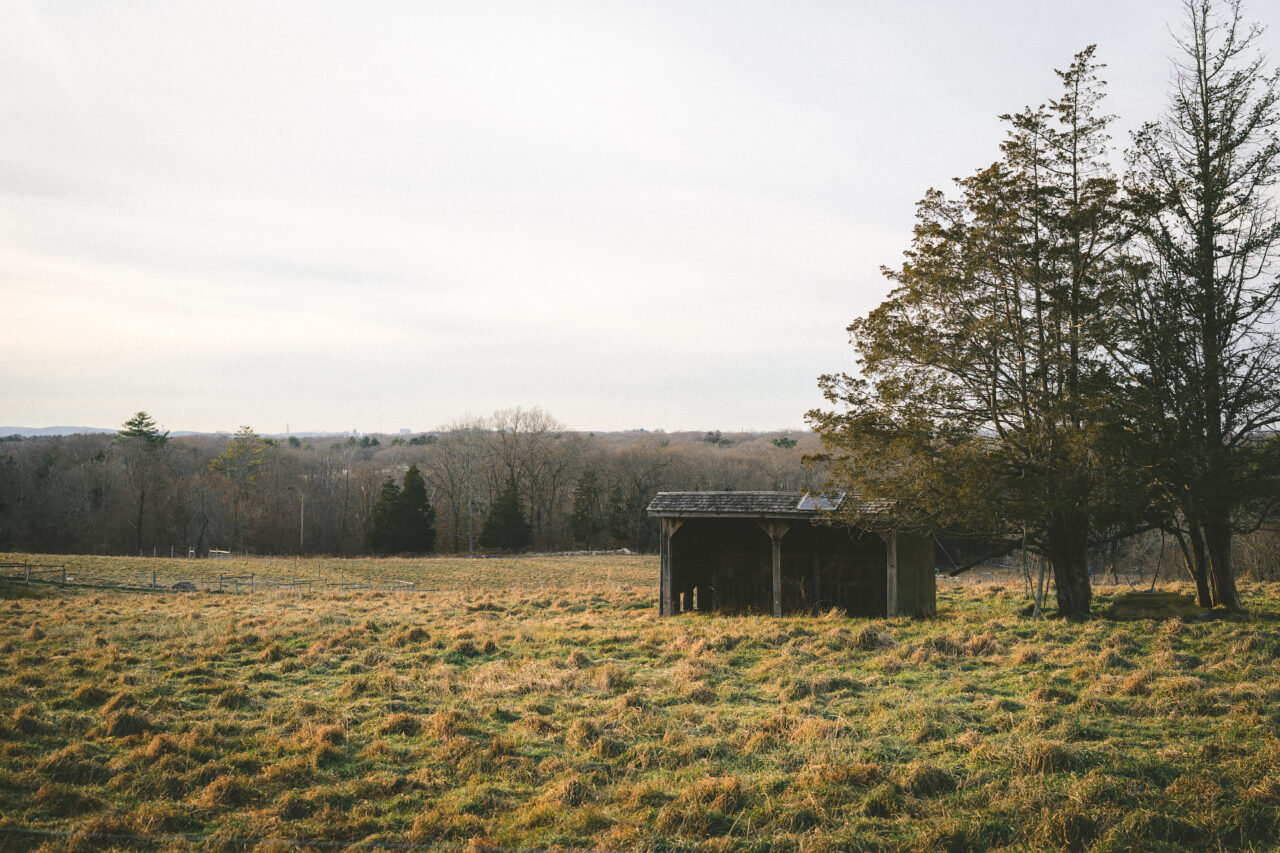 An old, weathered shed next to cedar trees on a frosty, barren field at Turkey Hill.