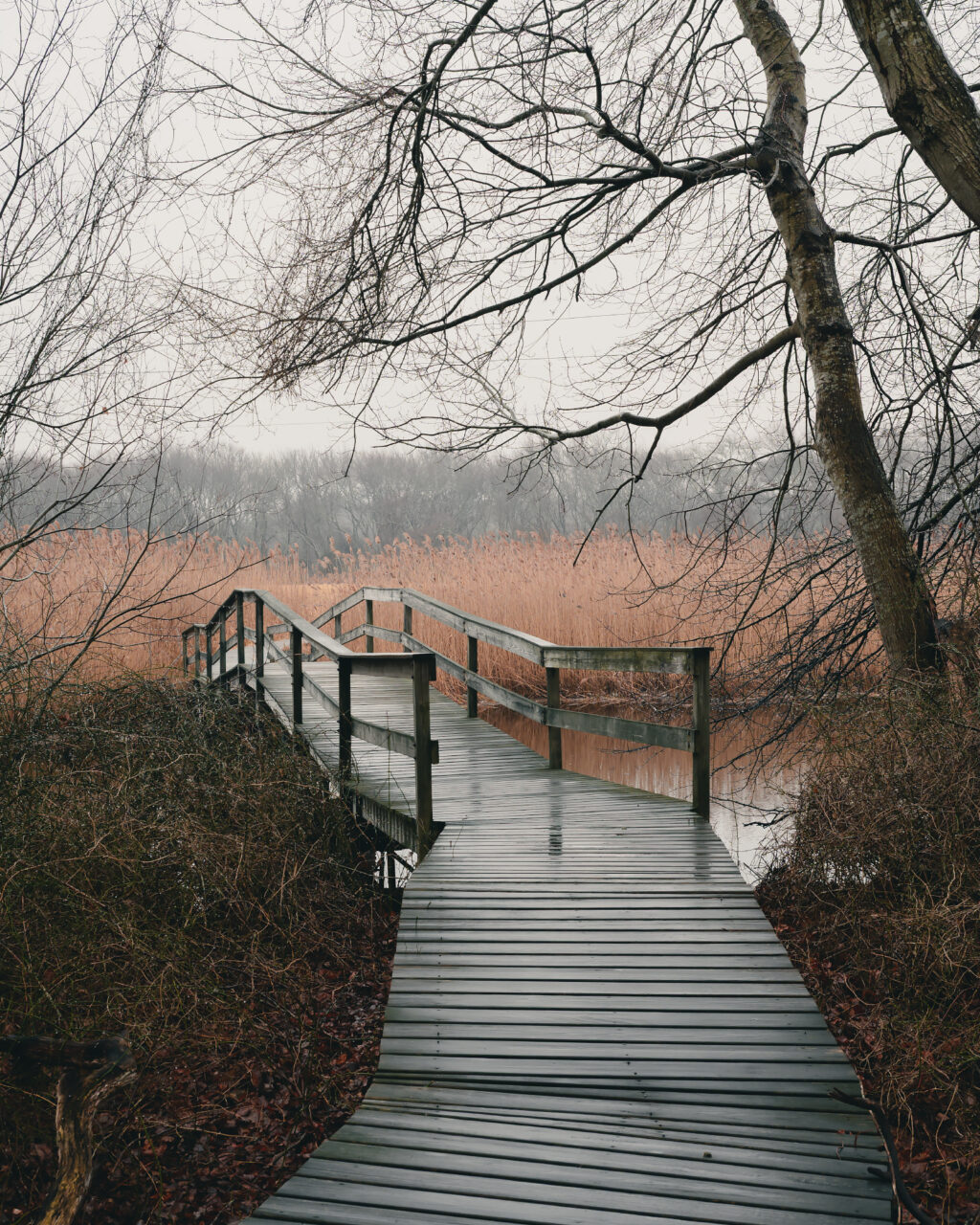 A boardwalk leads to a bridge at the Daniel Webster Wildlife Sanctuary under hazy winter skies.