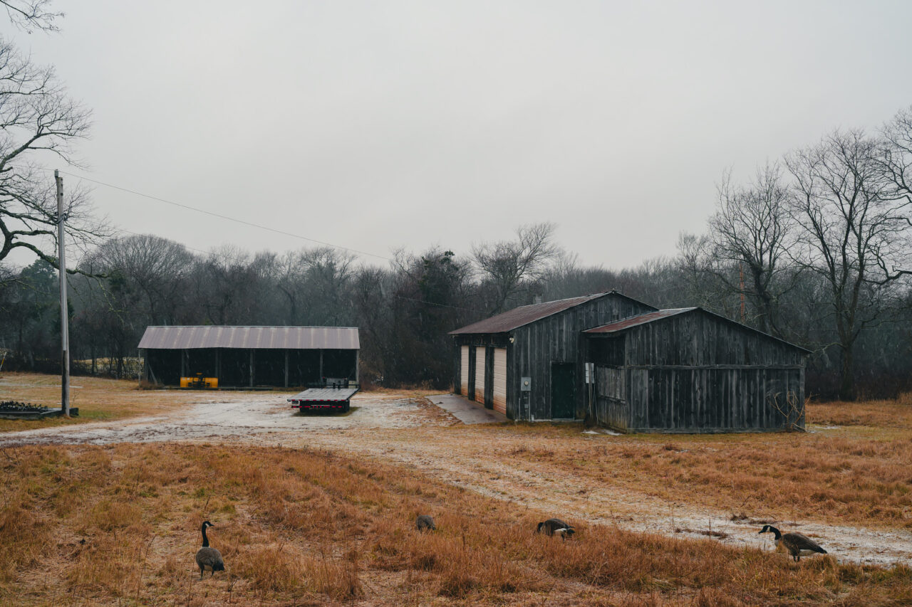 Grey barns and outbuildings at Daniel Webster Wildlife Sanctuary under misty winter skies, with Canada geese in the grass.
