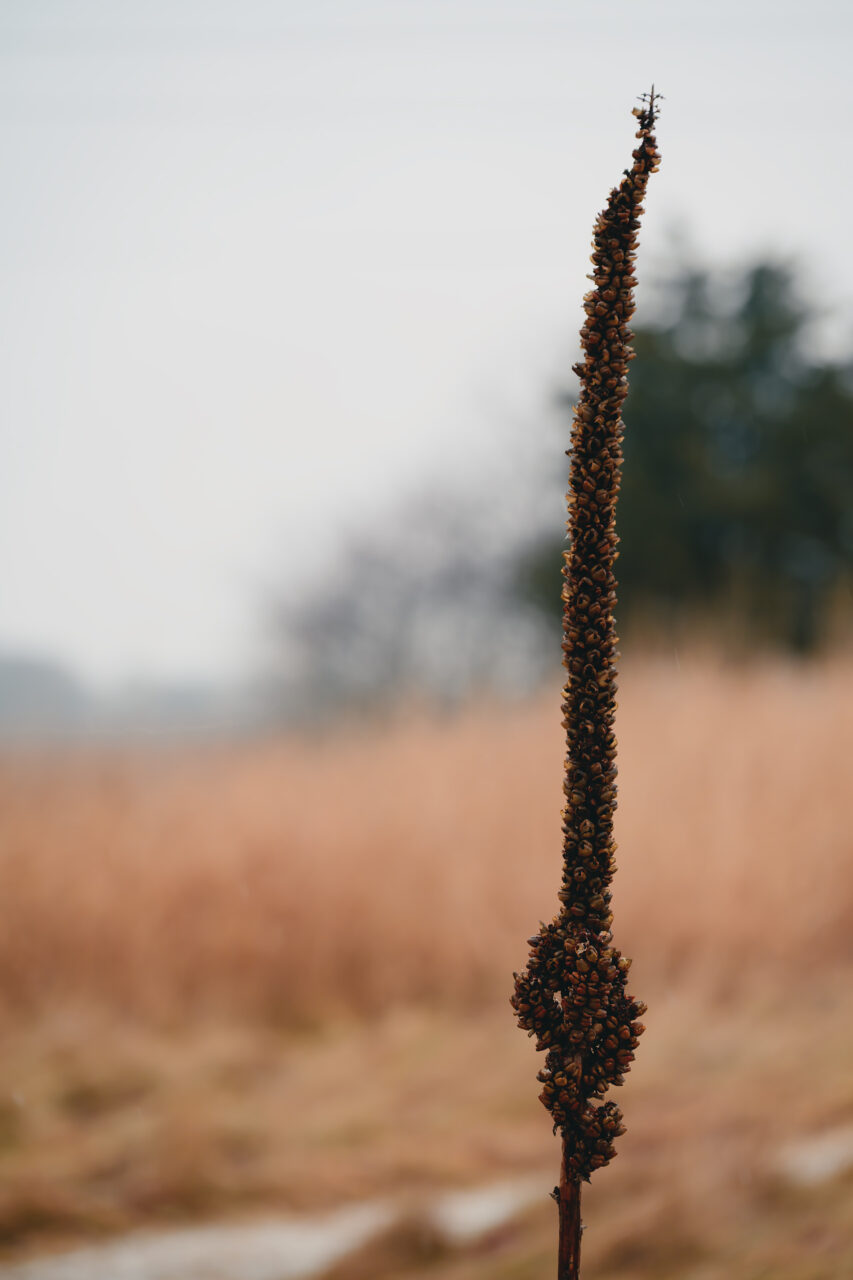 Close-up of dried mullein stalk at Daniel Webster Wildlife Sanctuary against a misty winter background.