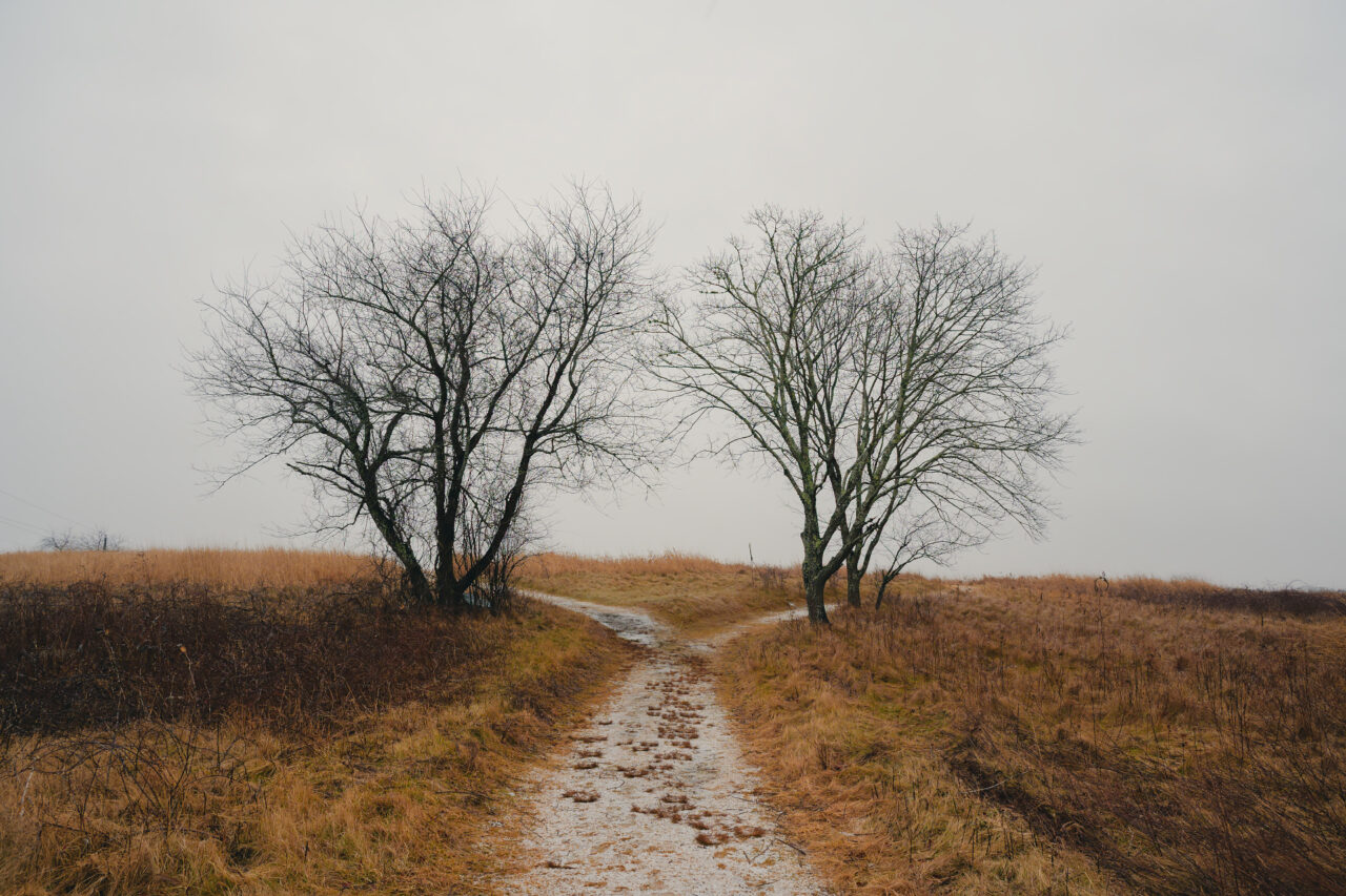 Path splitting into two, framed by bare trees, leading to Fox Hill at Daniel Webster Wildlife Sanctuary under a grey winter sky.