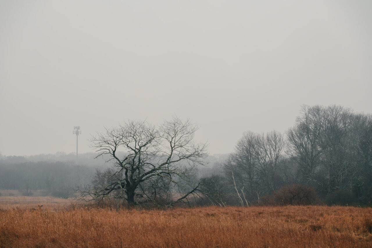 At the Daniel Webster Wildlife Sanctuary, a gnarled, leafless tree stands alone in a meadow, its intricate branches silhouetted against a thick blanket of winter haze.