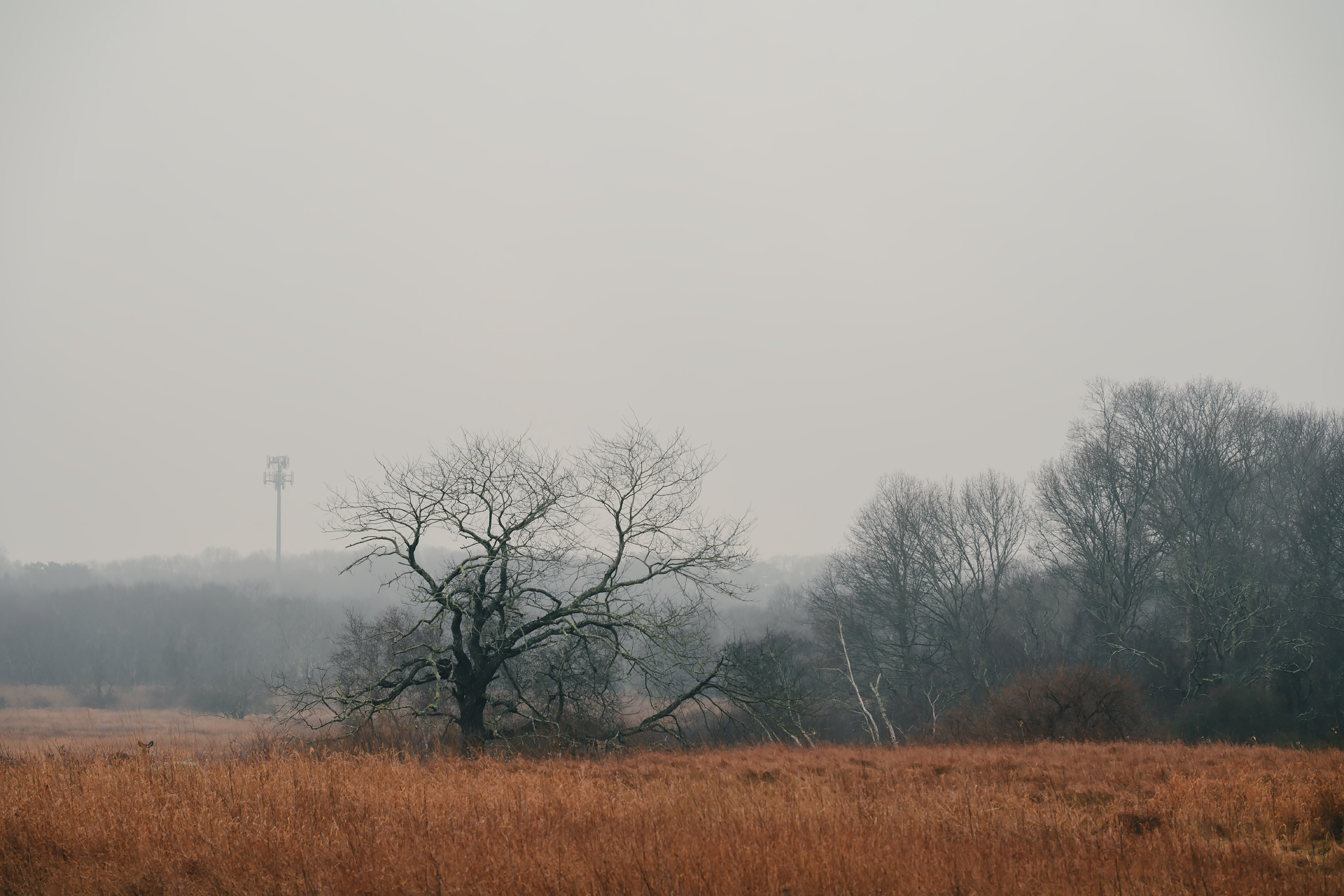 Daniel Webster Wildlife Sanctuary — Winter Haze