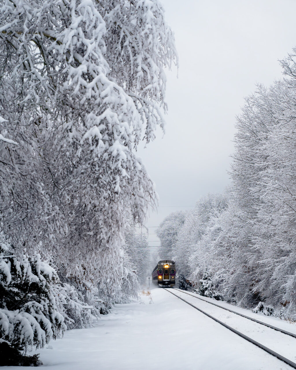 An MBTA Commuter Rail train peeking through a dense "tunnel" of snow-covered birch branches overhanging the tracks.